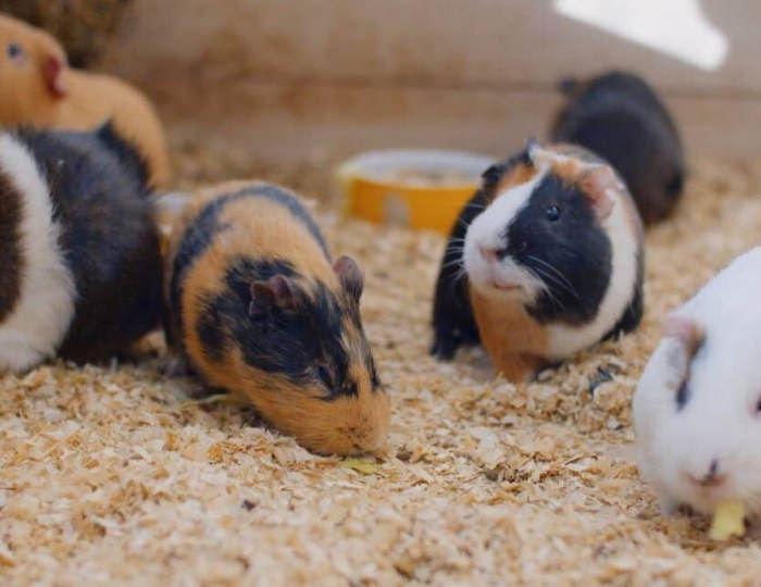 Зооуголок - Парк-отель Tulip Inn Sofrino / Тюлип Инн Софрино