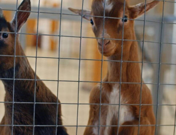 Зооуголок - Парк-отель Tulip Inn Sofrino / Тюлип Инн Софрино