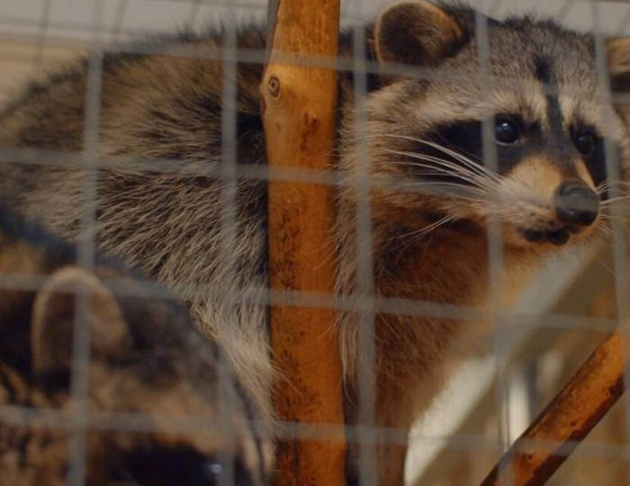 Зооуголок - Парк-отель Tulip Inn Sofrino / Тюлип Инн Софрино